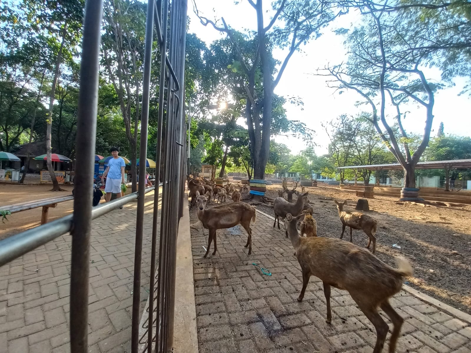Taman Kapur di Jalan Hayam Wuruk yang kini berfungsi sebagai ruang terbuka hijau dan tempat penangkaran rusak. Tahun ini taman tersebut gagal direvitalisasi.