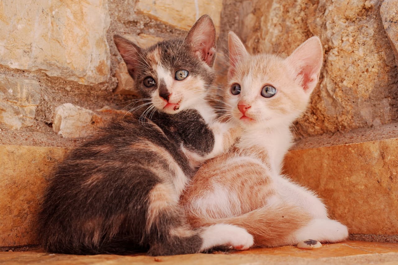 Ilustrasi anak-anak kucing.