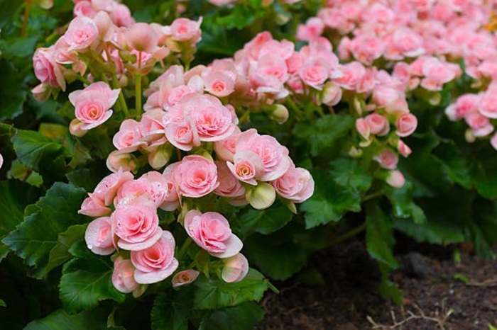 Begonia multangula Blume diuji di BRIN, menunjukkan potensi sebagai agen antibakteri alami untuk rongga mulut.