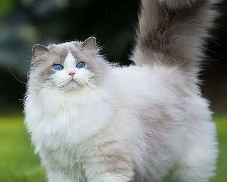 Ilustrasi kucing anggora.