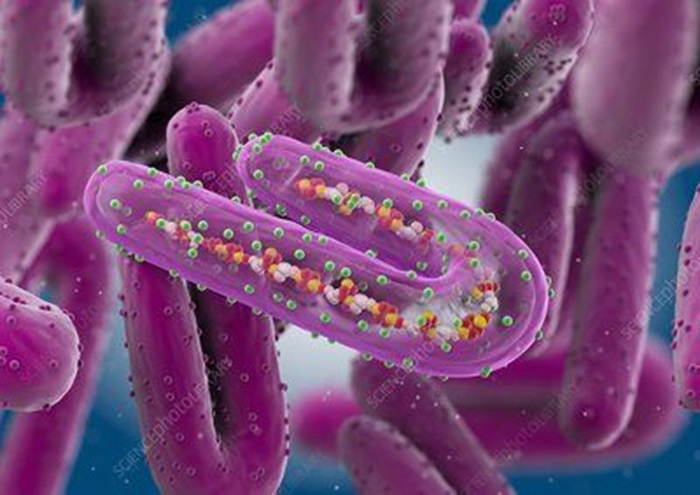 Ilustrasi Virus Marburg