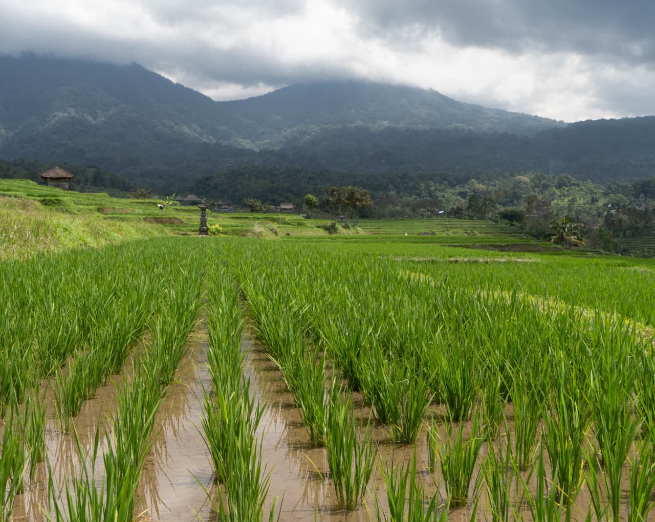 Ilustrasi lahan sawah di Jatim.