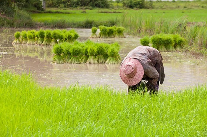Ilustrasi petani.