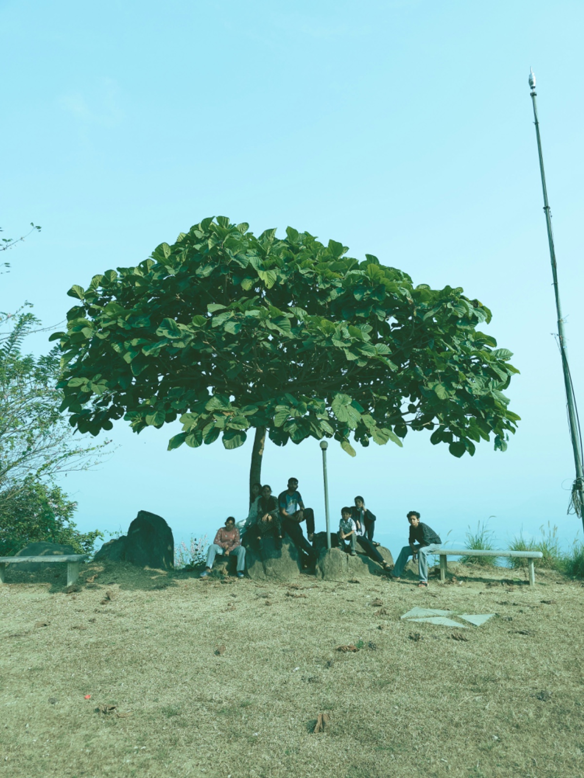 Pohon bukan pencitraan, pentingnya merawat pohon, Hari Menanam Pohon.
