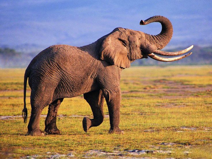 Ilustrasi gajah.