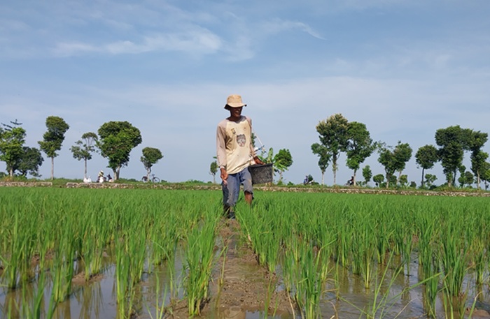 Petani di Desa Tuwiri Wetan, Kecamatan Merakurak menebarkan pupuk di lahan padinya.