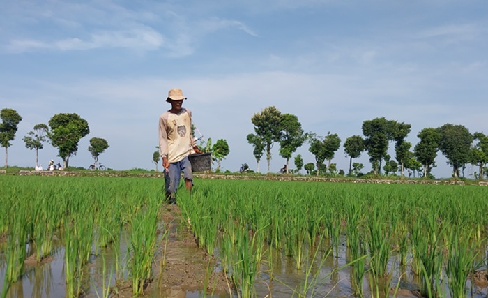 Petani di Desa Sumber, Kecamatan Merakurak menaburkan pupuk di lahan sawahnya.