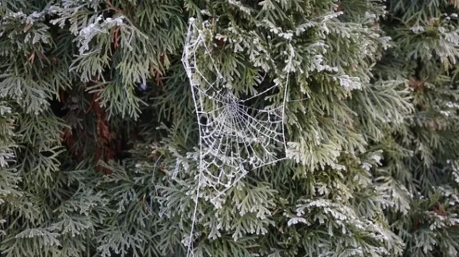Jaring laba-laba yang menjadi simbol keberuntungan pada pohon Natal di Ukraina.