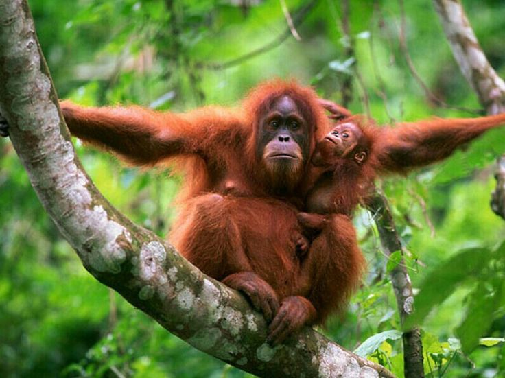 Ilustrasi orangutan.