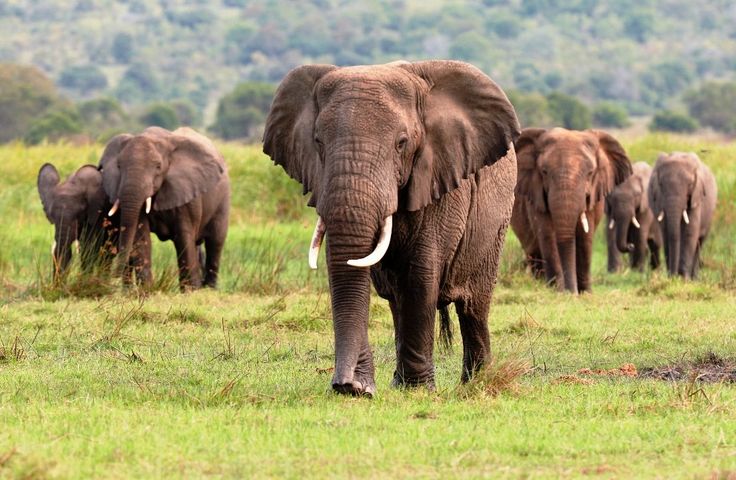 Tabrakan kereta api dengan kawanan gajah di Assam, India, menyebabkan tujuh ekor gajah mati