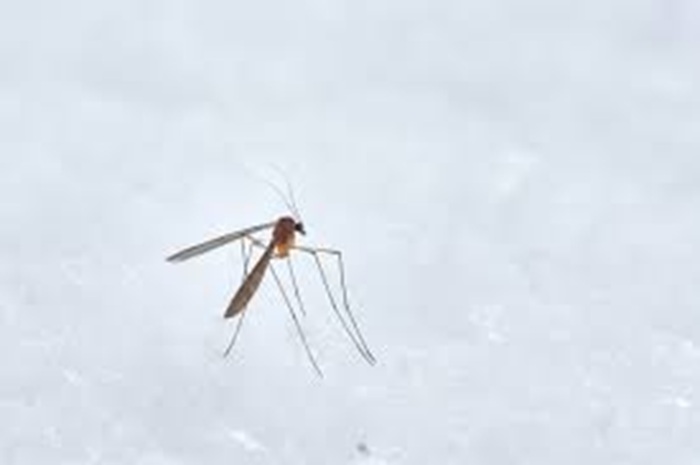 Nyamuk chikungunya.
