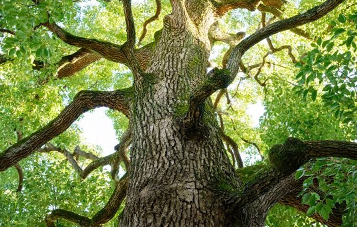 Tanaman kamper asli Sumatera.