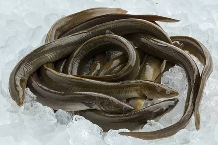 Ilustrasi ikan sidat.