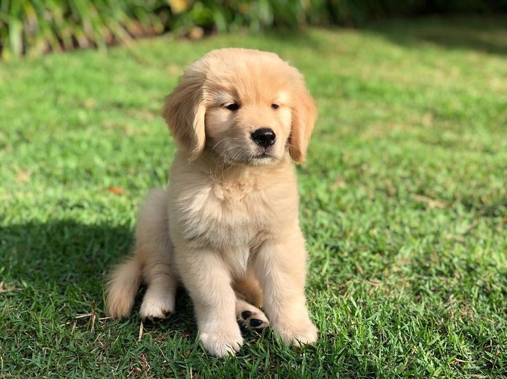 Kenali ras anjing terbaik untuk anak yang sabar, lembut, dan cocok menjadi teman bermain di rumah.