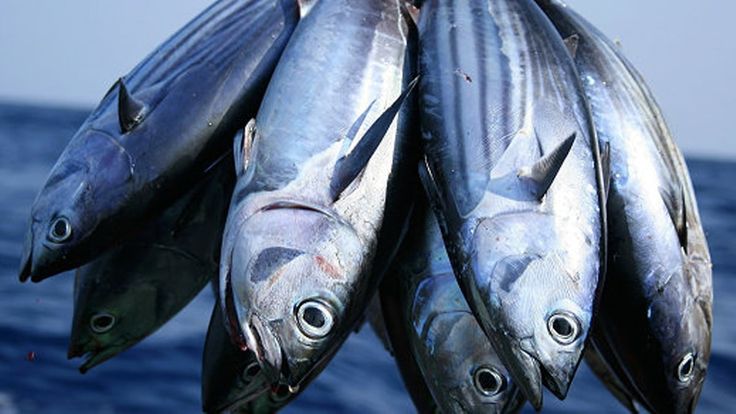 Ilustrasi Ikan Tuna
