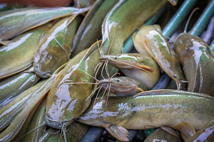 Lezat dan bergizi, ikan lele ternyata mampu menyerap polutan berbahaya dari lingkungan air yang tidak bersih.