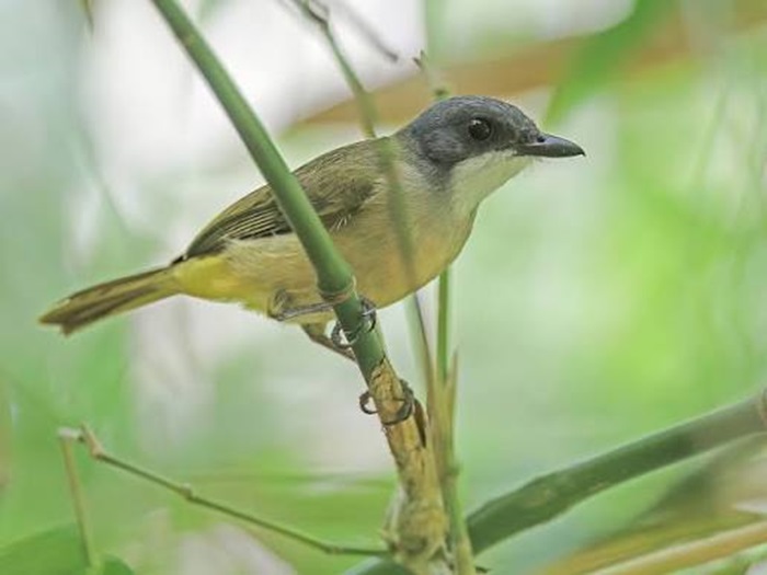 Burung Whistlers