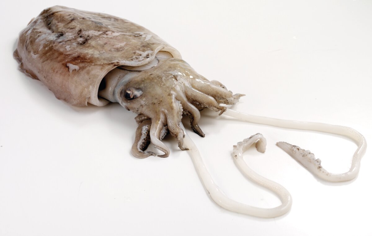 Ilustrasi Cuttlefish.