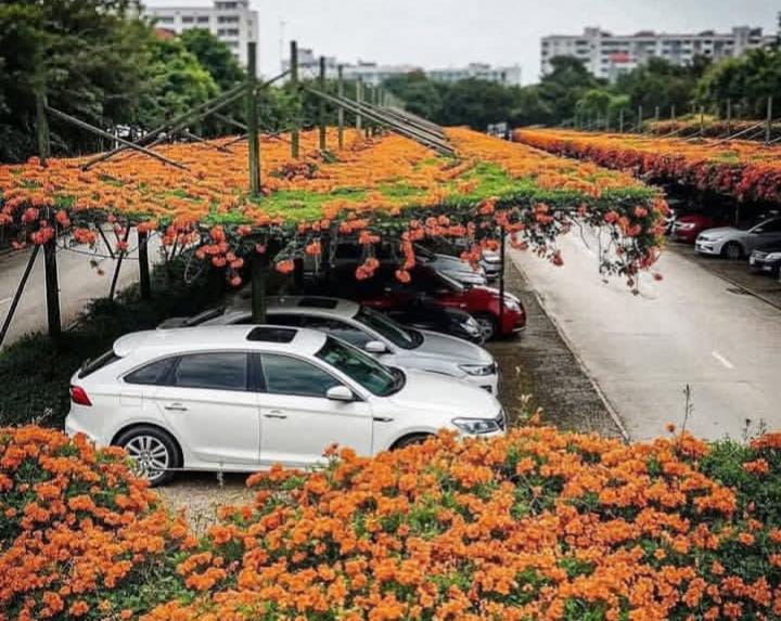 Konsep green parking di Jepang hadir sebagai solusi keterbatasan lahan dan meningkatnya kebutuhan ruang terbuka hijau di perkotaan.
