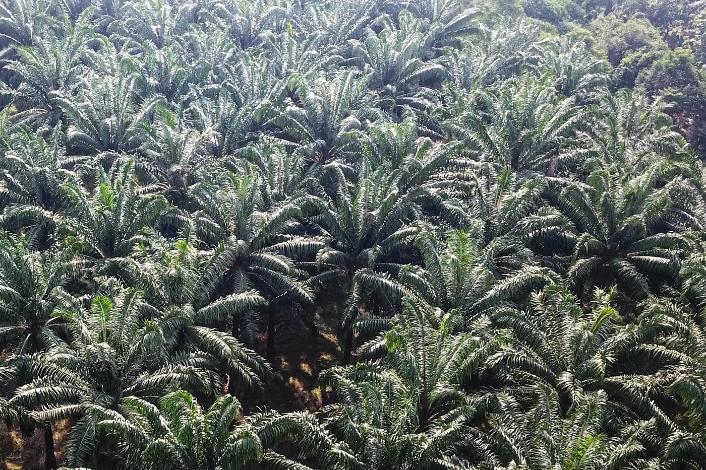Suasana perkebunan sawit di Kabupaten Bogor, Jawa Barat.