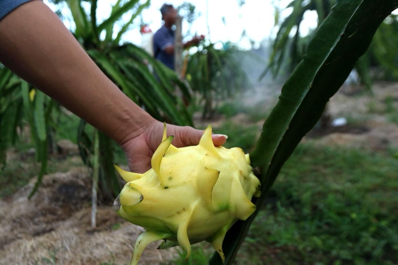Pendampingan BRI melalui Klasterku Hidupku memperkuat petani buah naga Banyuwangi