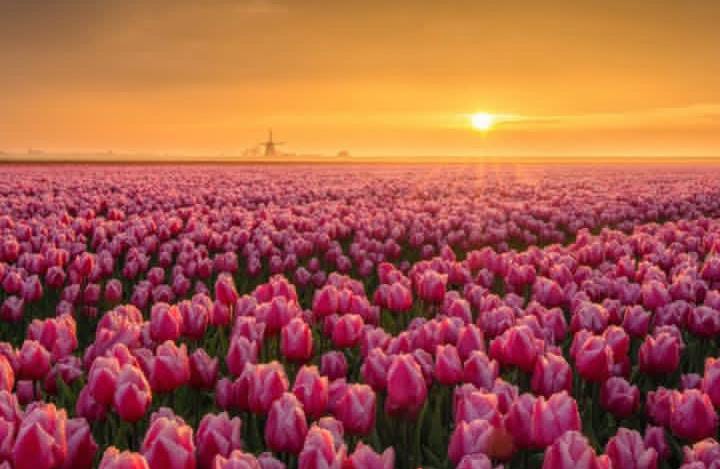 Ilustrasi kebun tulip