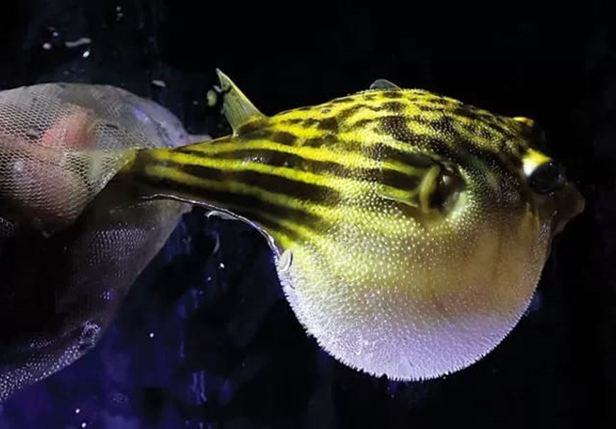 Ikan buntal termasuk dalam salah satu ikan paling beracun di dunia