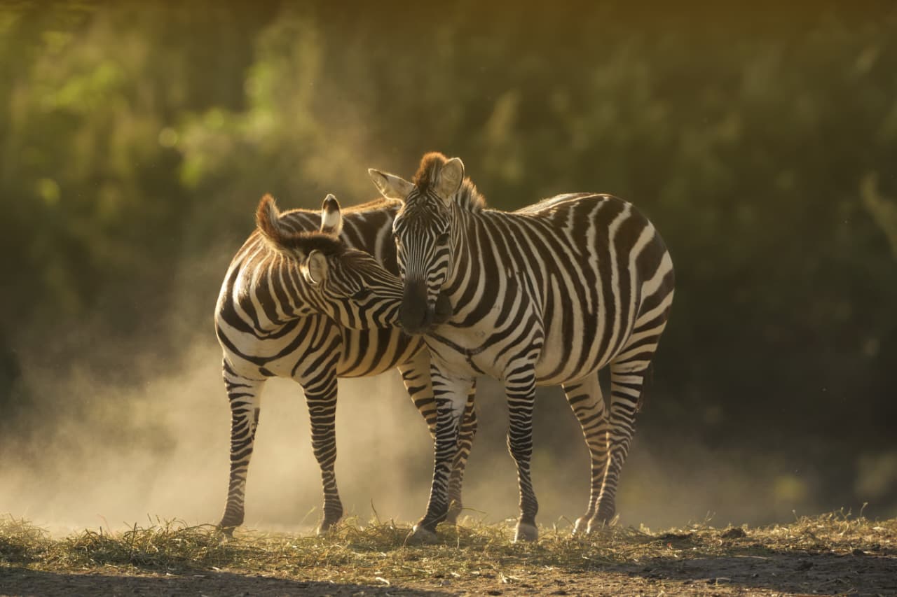 Ilustrasi Zebra