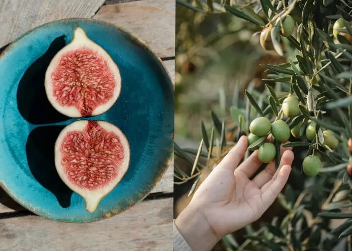 Ilustrasi buah tin dan buat zaitun yang bermanfaat untuk jaga kesehatan jantung dan kadar kolestrol