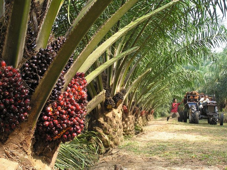 Harga CPO melonjak dibanding Februari, industri sawit optimistis.