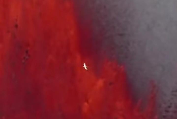 Momen langka memperlihatkan burung laut melintas di atas lava merah menyala dari gunung berapi.