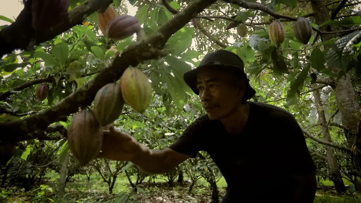 Potensi kakao, wisata, dan nelayan di Sausu Tambu berkembang pesat berkat dukungan BRI. (Istimewa)