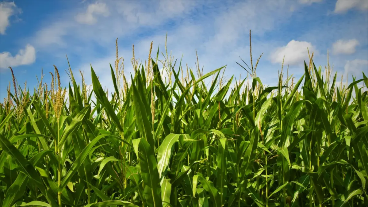 Potret ladang jagung yang tidak hanya dijual untuk konsumsi tetapi juga diolah menjadi pakan ternak. (Unsplash @Waldemar Brandt)