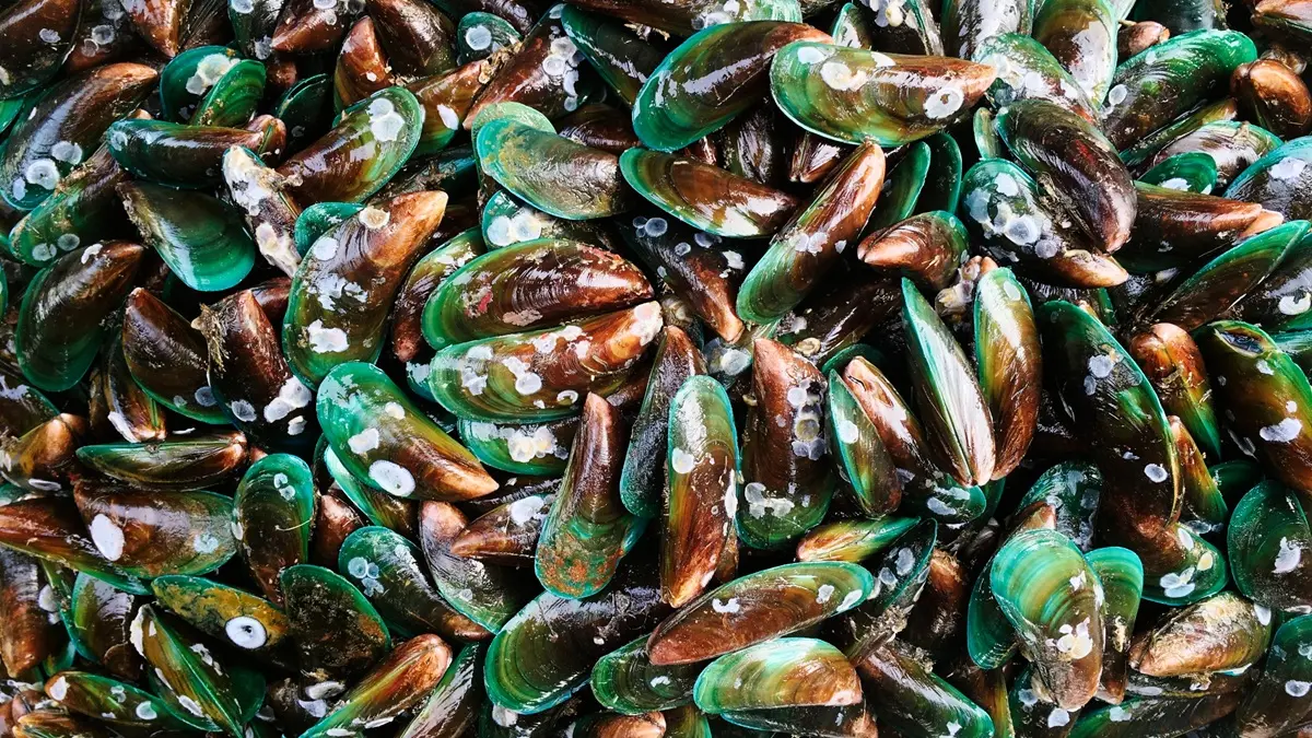 Limbah sisa kupasan kerang hijau di pesisir Kalibaru yang mencapai 5 ton per hari.(Freepik.com)