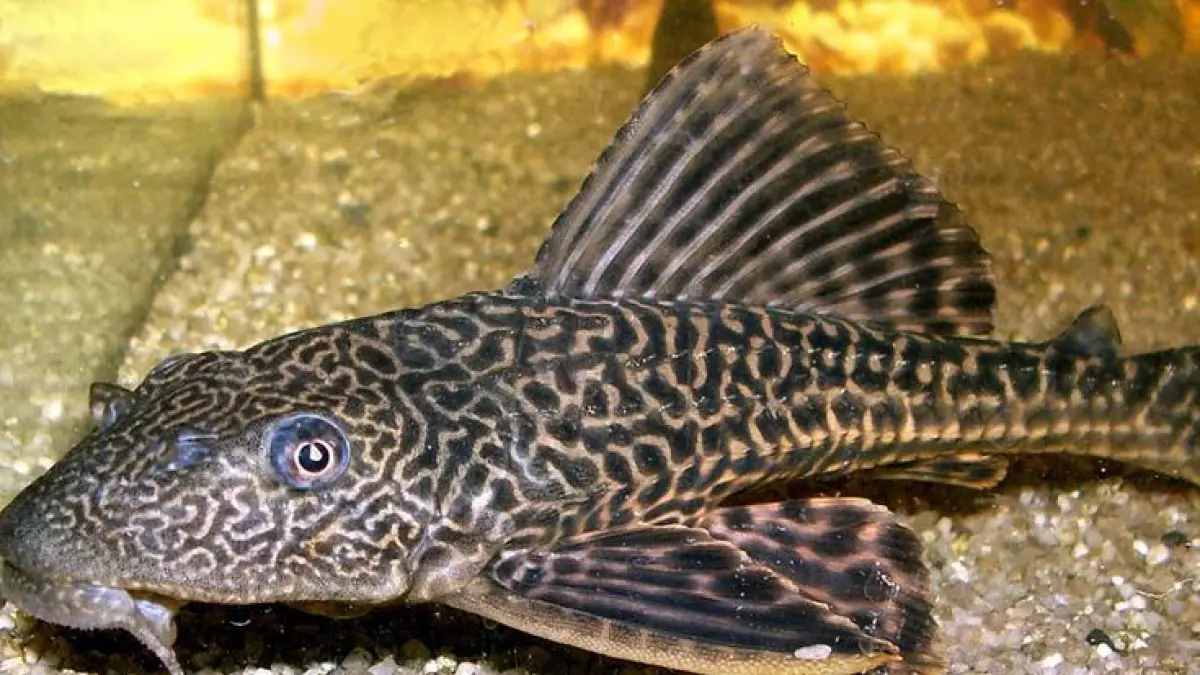 Lima pria diamankan saat bersihkan ikan sapu-sapu di Ciliwung. Petugas beri pembinaan dan larang konsumsi ikan tersebut.