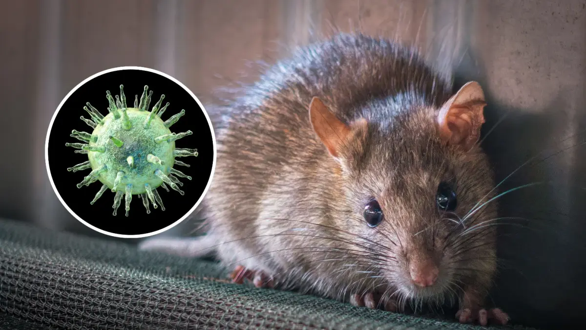 Ilustrasi hantavirus. (Newsweek.com)