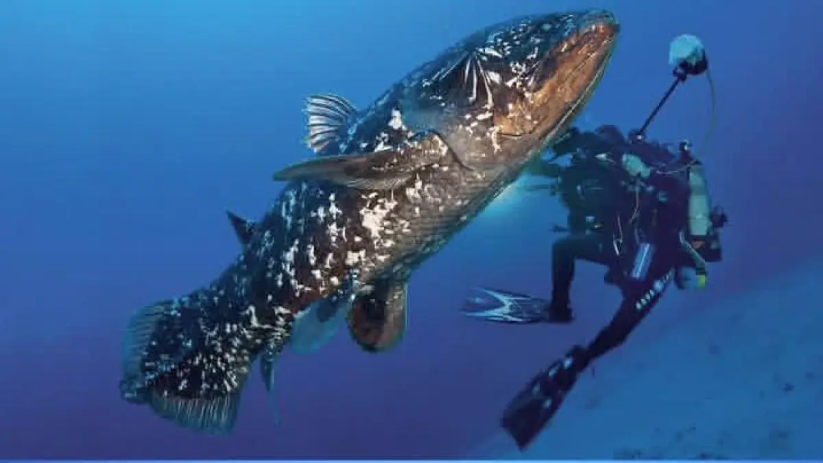 Ilustrasi Ikan Coelacanth. (Instagram @lalana.corp)