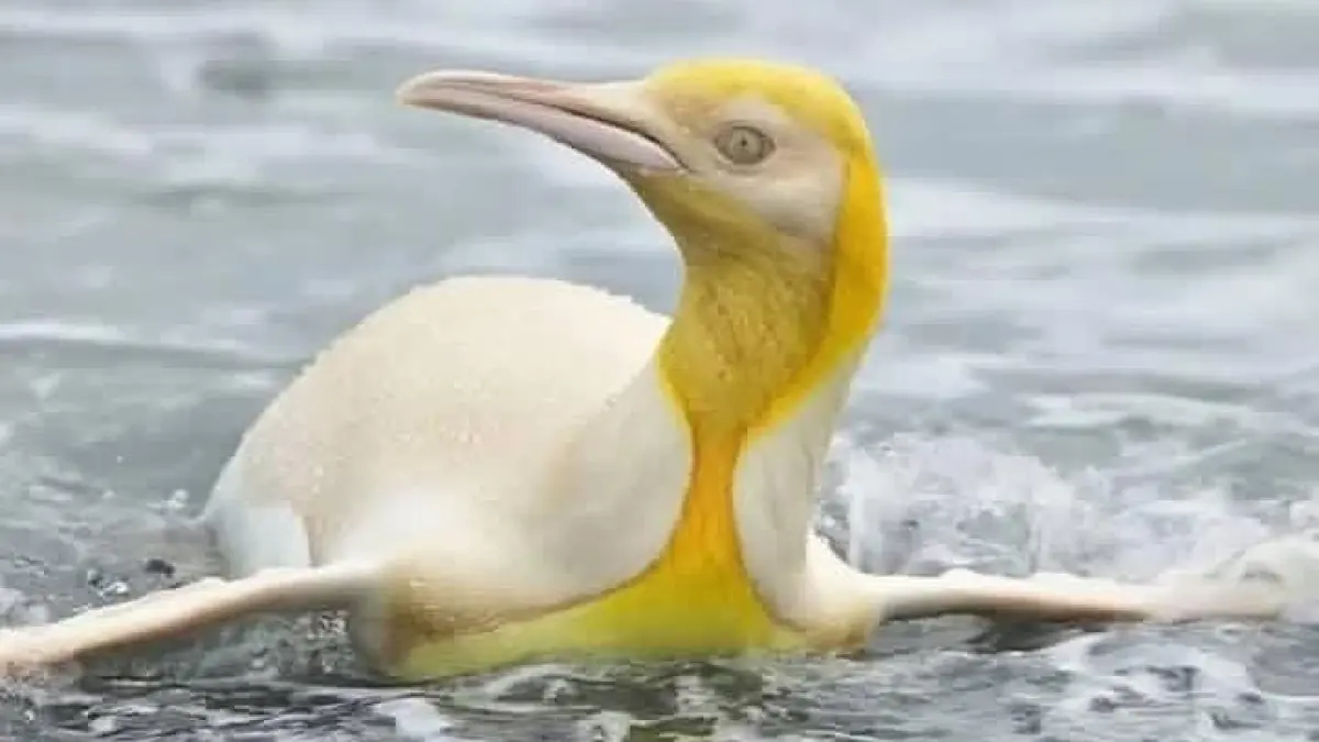 King Penguin Berwarna Emas. (Instagram @pitravelers_idn)