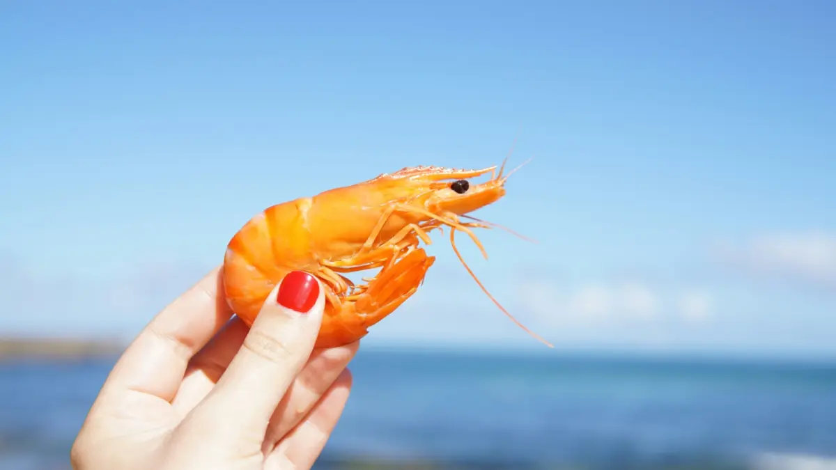 Konsep shrimp estate, alasan pemerintah mengembangkan tambak udang modern. (Elle Hughes/Unsplash)