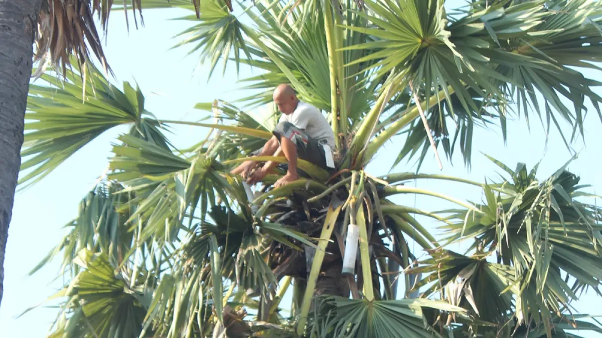 Aktivitas salah satu warga Desa Sambongrejo, Kecamatan Semanding ketika memanjat pohon siwalan. (ANDREYAN/RADAR TUBAN)