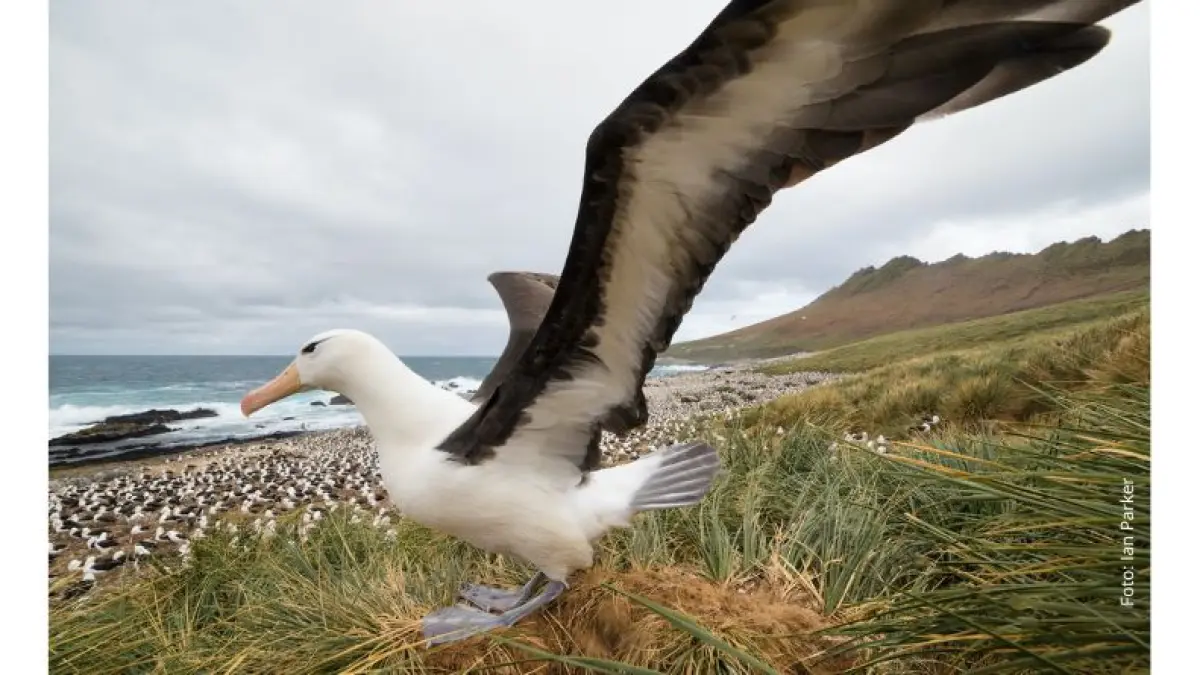 Ilustrasi burung albatros . (Tunas Hijau ID)