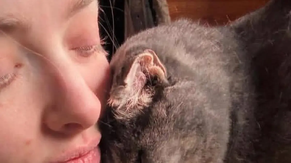 Amanda Seyfried bersama kucing. (Instagram/duniaanabul.idn)