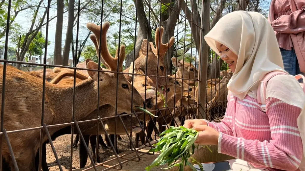 Salah seorang pengunjung berinteraksi memberi makan rusa di Taman Kapur Tuban. (SHAFA DINA HAYUNING MENTARI/RADAR TUBAN)