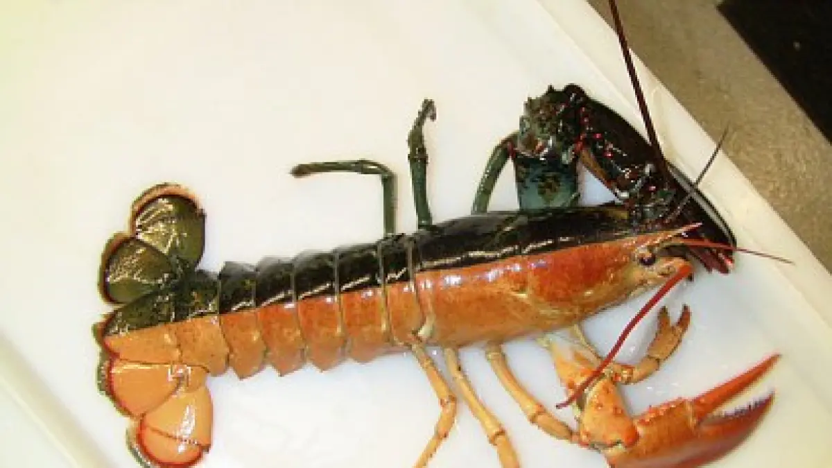 Ilustrasi lobster dua warna. (ISTIMEWA)