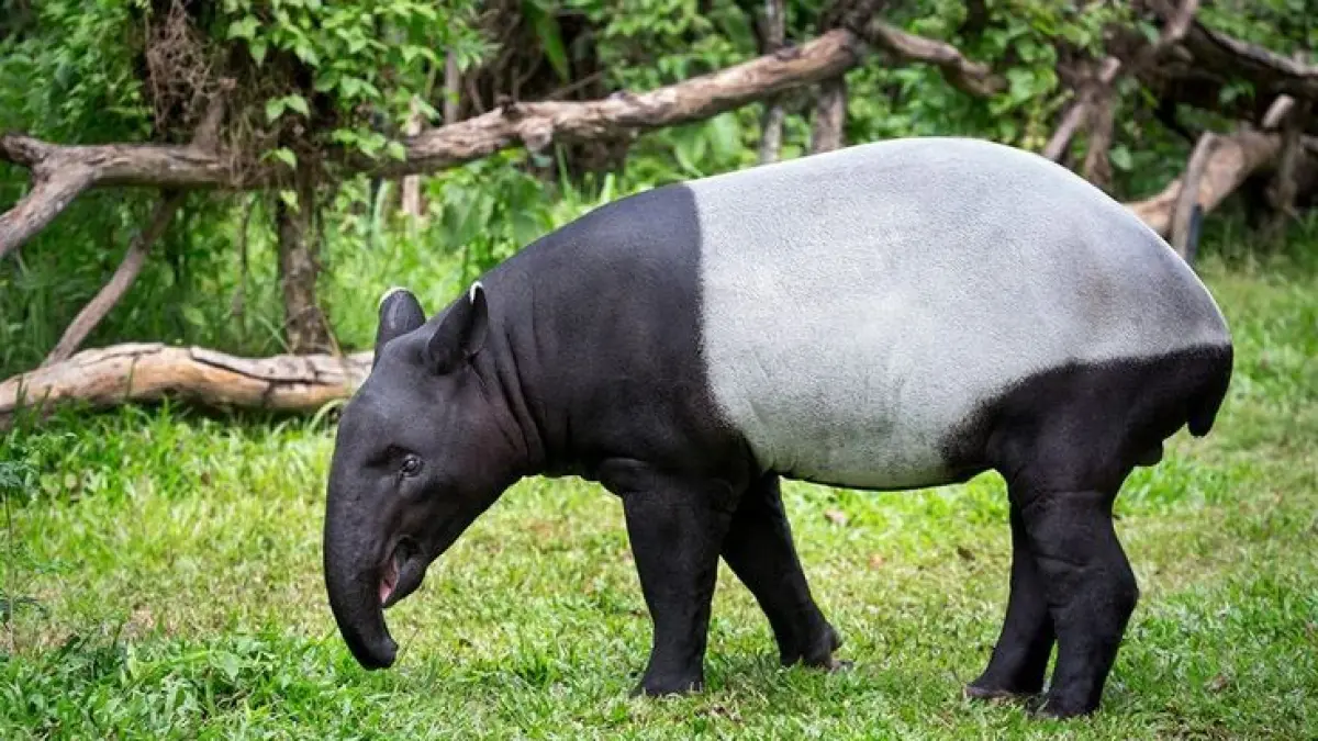 Ilustrasi tapir. (Pinterest)
