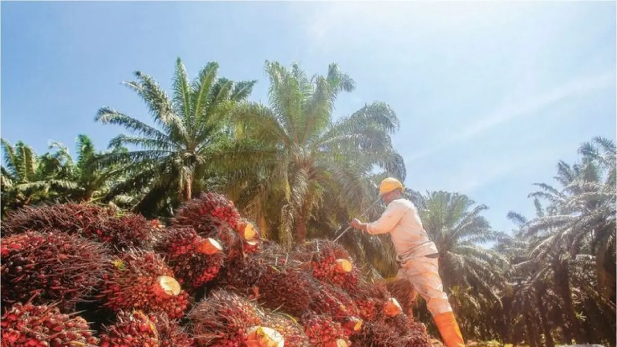 Kasus pembacokan dan penembakan karyawan PT SBP memasuki babak baru, Polda Riau segera menetapkan oknum anggota DPRD Inhu sebagai tersangka pemalsuan dokumen.
