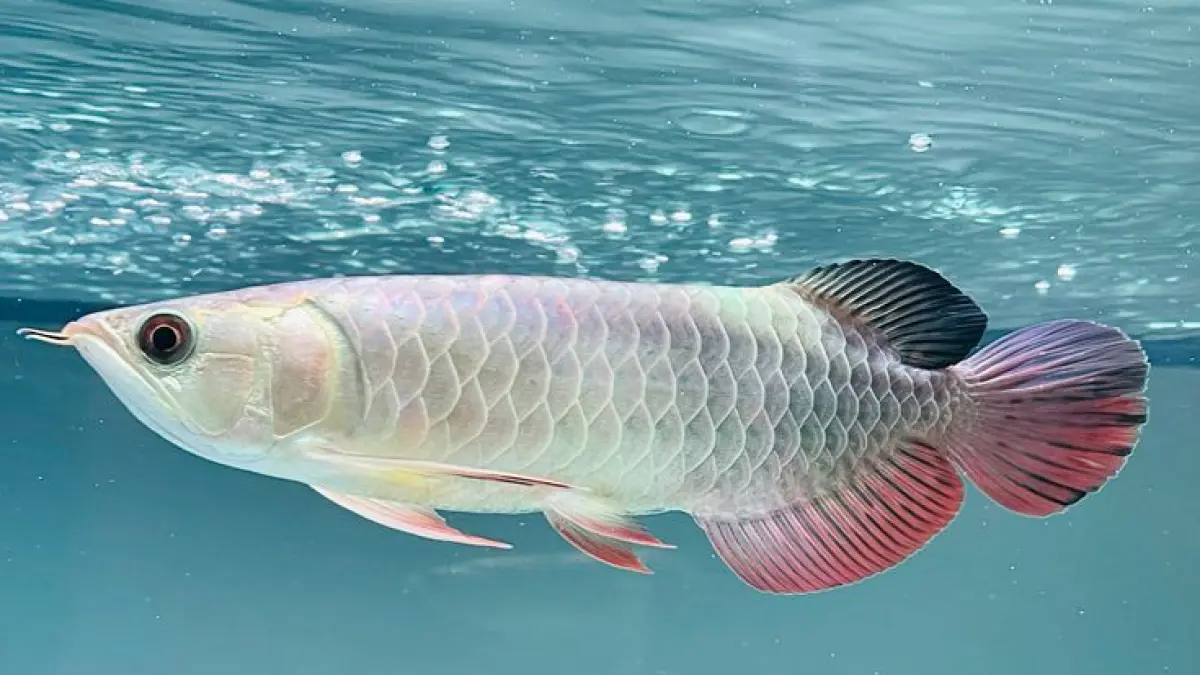 Ilustrasi Ikan Arwana. (pinterest.com)