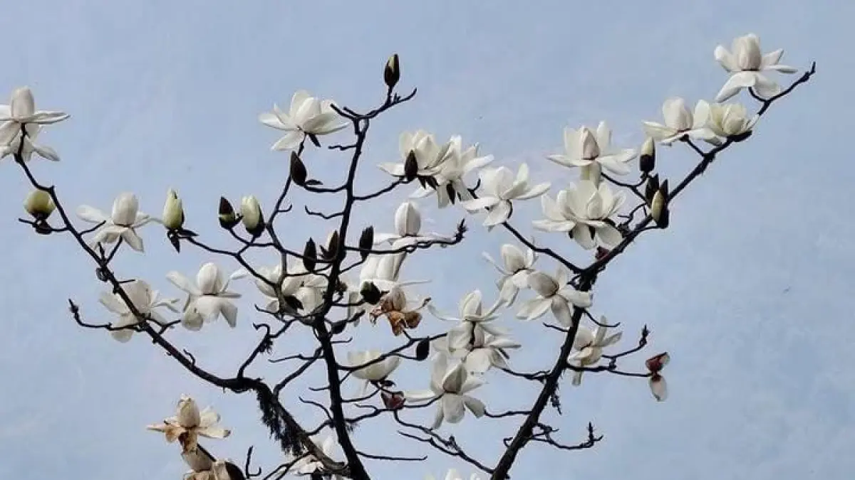 Ilustrasi bunga magnolia. (instagram.com/ @infarm.id)