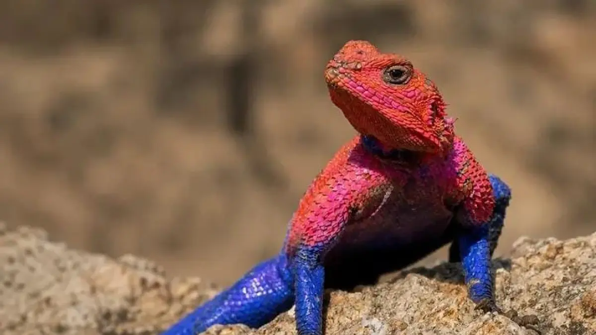 Kadal Mwanza Flat-Headed Rock Agama. (instagram.com)