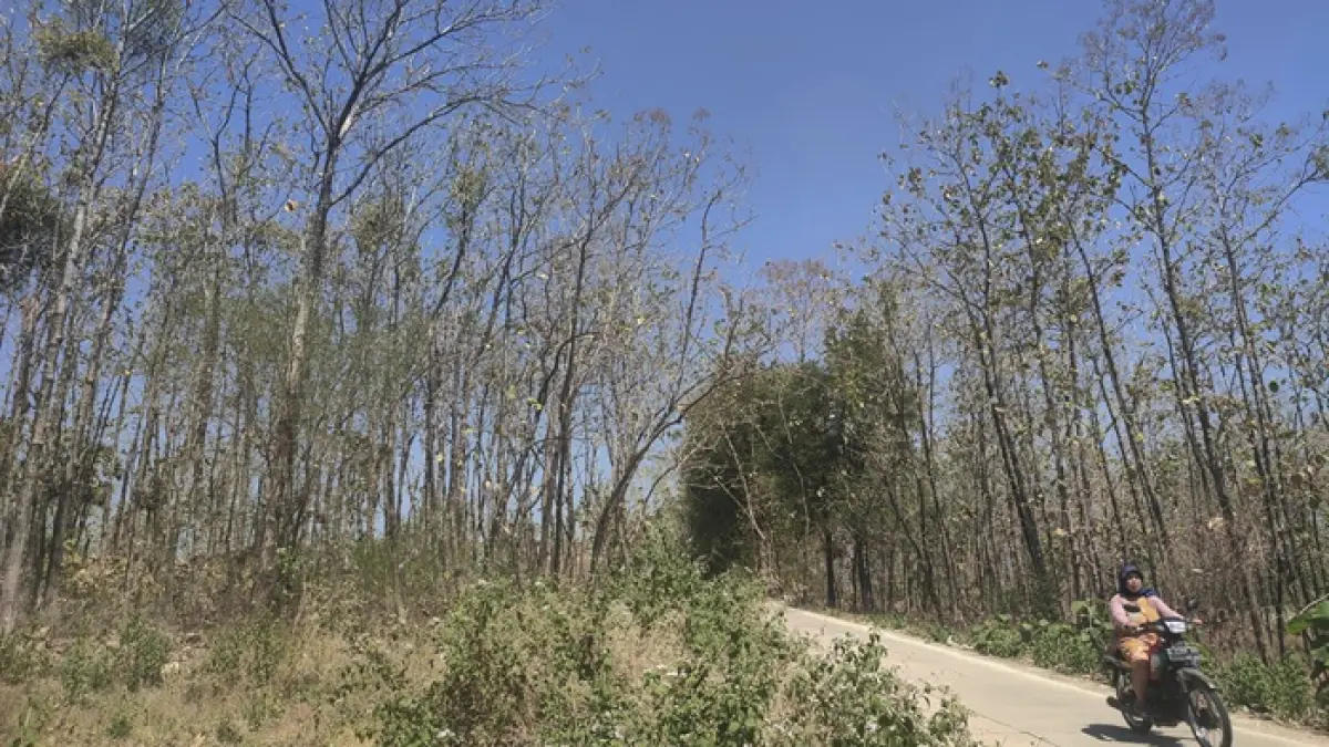 Kondisi pepopohan jati di Desa Samborejo, Kecamatan Semanding tampak kering dan meranggas tanda memasuki puncak musim kemarau. (Andreyan/Radar Tuban)